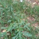 Verbena officinalis habit picture by Raffaella D'Ambra (cc-by-sa)