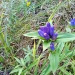 Gentiana andrewsii flower picture by Bob Arnold (cc-by-sa)