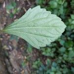 Ageratina adenophora leaf picture by Allison Kaj (cc-by-sa)