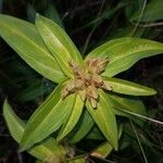 Gentiana cruciata fruit picture by Kampf Robert (cc-by-sa)