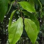 Flacourtia indica leaf picture by Daniel Barthelemy (cc-by-sa)