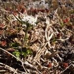 Teesdalia nudicaulis habit picture by Pedroso Rui (cc-by-sa)