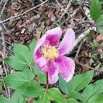 Paeonia broteri flower picture by Philippe-Emmanuel Coiffait (cc-by-sa)