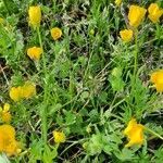 Ranunculus sardous habit picture by Bernard Yor (cc-by-sa)