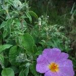 Cistus creticus leaf picture by Andrea (cc-by-sa)