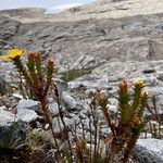 Hypericum mexicanum habit picture by Fabien Anthelme (cc-by-sa)