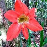 Hippeastrum puniceum flower picture by JP Corrêa Carvalho (cc-by-sa)