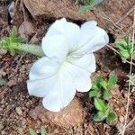 Petunia axillaris flower picture by Trap Hers (cc-by-sa)