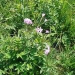 Dianthus superbus habit picture by Arthur Schmidt (cc-by-sa)