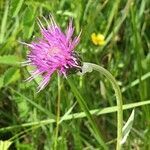 Cirsium dissectum flower picture by Barry Cornelius (cc-by-sa)