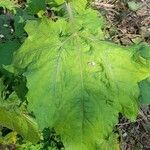 Smallanthus connatus leaf picture by Trap Hers (cc-by-sa)