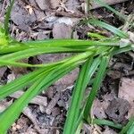 Carex lupulina leaf picture by Hannah Shaw (cc-by-sa)