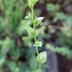 Triodanis perfoliata habit picture by Trap Hers (cc-by-sa)