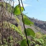 Argyreia nervosa habit picture by Jean-Christophe Lombardo (cc-by-sa)