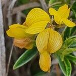 Crotalaria deserticola flower picture by susan brown (cc-by-sa)