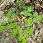 Thalictrum dioicum leaf picture by Christine Pearson (cc-by-sa)