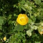 Abutilon grandifolium flower picture by Boy Portuguese (cc-by-sa)