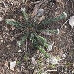 Lepidium hirtum habit picture by Daniel Barthelemy (cc-by-sa)