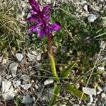 Orchis olbiensis leaf picture by nicolas pecqueux (cc-by-sa)