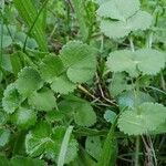 Pimpinella peregrina leaf picture by Eri Sky (cc-by-sa)