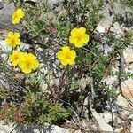 Helianthemum hirtum habit picture by Amandine Deligey (cc-by-sa)