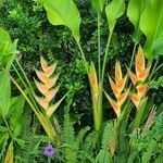 Heliconia wagneriana flower picture by tdtexas49 (cc-by-sa)