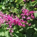 Antigonon leptopus flower picture by Cannelle Segalen (cc-by-sa)