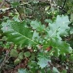 Quercus pubescens leaf picture by Peláez Sabell Carlos (cc-by-sa)