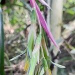 Billbergia nutans flower picture by Trap Hers (cc-by-sa)