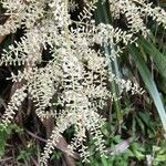 Cordyline mauritiana flower picture by Ingrid Haloche (cc-by-sa)