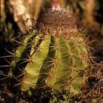 Melocactus curvispinus flower picture by Daniel Barthelemy (cc-by-nc)