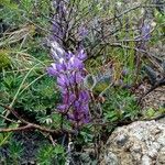 Lupinus bogotensis habit picture by Gabriel OLLIVIER (cc-by-sa)