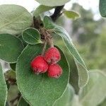 Cotoneaster tomentosus fruit picture by iBushcrafter (cc-by-sa)