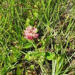 Trifolium hybridum flower picture by Cornelia Mesmer (cc-by-sa)