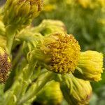 Senecio isabelis flower picture by Fabien Anthelme (cc-by-sa)