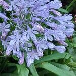 Agapanthus praecox flower picture by Crimes Paul (cc-by-sa)