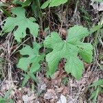 Vitis mustangensis habit picture by Eli Small (cc-by-sa)