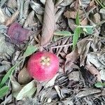 Garcinia indica fruit picture by Vikram Kumar (cc-by-sa)