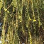 Parkinsonia aculeata leaf picture by Pablo (cc-by-sa)