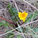 Taraxacum braun-blanquetii flower picture by Michel Bataille (cc-by-sa)