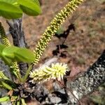 Stryphnodendron adstringens flower picture by Estevam S (cc-by-sa)