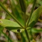 Centaurium pulchellum leaf picture by Pierre LEON (cc-by-sa)