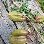 Colutea abyssinica fruit picture by susan brown (cc-by-sa)