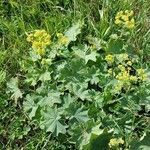 Alchemilla mollis habit picture by Michel Gocik (cc-by-sa)