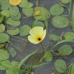 Hydrocleys nymphoides flower picture by Muzzachiodi Norberto (cc-by-sa)