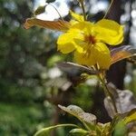 Lysimachia ciliata flower picture by Schinkel Rolf (cc-by-sa)