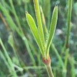 Silene nocturna leaf picture by bas yves (cc-by-sa)