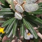 Genista linifolia fruit picture by Emmanuel Cosson (cc-by-sa)