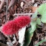 Acalypha herzogiana flower picture by Trap Hers (cc-by-sa)