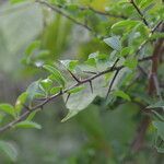 Sideroxylon stenospermum leaf picture by Nelson Zamora Villalobos (cc-by-nc)